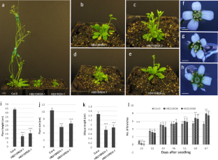 HB31 and HB21 regulate floral architecture through miRNA396/GRF modules in Arabidopsis