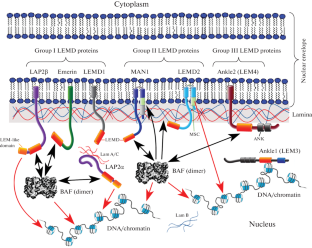 Functional Interactions of BAF and LEM Proteins in the Formation of Germ Cells