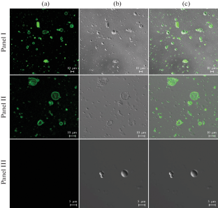 Phagocytosis by Immune Cells of Protein-Modified Polymer Microparticles