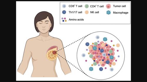 Amino acids and their roles in tumor immunotherapy of breast cancer