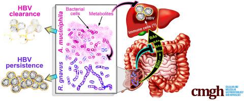 Antagonism Between Gut Ruminococcus gnavus and Akkermansia muciniphila Modulates the Progression of Chronic Hepatitis B