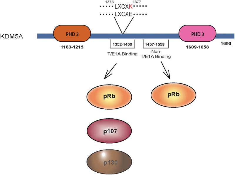 Domain architecture and protein-protein interactions regulate KDM5A recruitment to the chromatin.