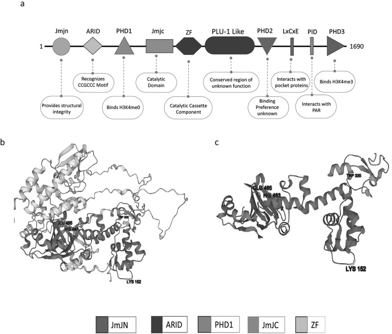 Domain architecture and protein-protein interactions regulate KDM5A recruitment to the chromatin.