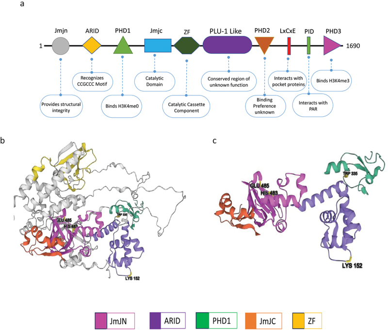 Domain architecture and protein-protein interactions regulate KDM5A recruitment to the chromatin.