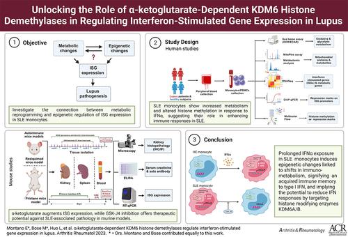 α-Ketoglutarate–Dependent KDM6 Histone Demethylases and Interferon-Stimulated Gene Expression in Lupus