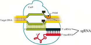 Applications of CRISPR/Cas9 Technology in Ornamental Plants