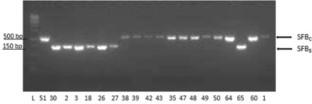 Patterns of Diversity of the S and M Loci in Tunisian Apricots (Prunus armeniaca L.): Identification of Pollen-Part Mutations Conferring Self-Compatibility