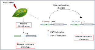 Epigenetics: Toward improving crop disease resistance and agronomic characteristics