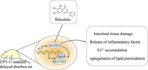 Baicalein, a component of banxia xiexin decoction, alleviates CPT-11-induced gastrointestinal dysfunction by inhibiting ALOX15-mediated ferroptosis.