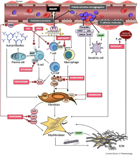 Recent Advances in Treatment of Systemic Sclerosis and Morphea