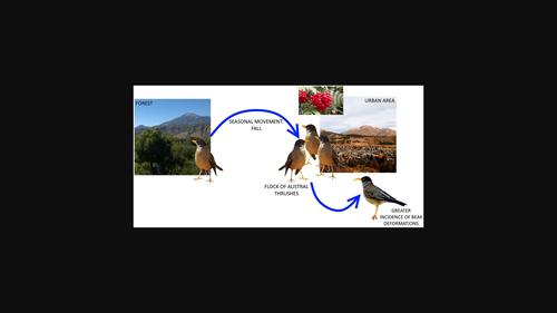 Incidence of beak deformities in austral thrushes (Turdus falcklandii) increases with urbanization and flocking behavior