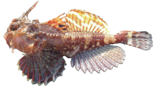 Some Data on Morphology of Antlered Sculpin Enophrys diceraus (Cottidae) from Taui Bay, Sea of Okhotsk