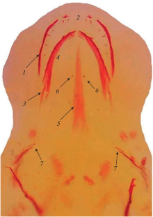 Peculiarities of Early Ontogeny of Dwarf Forms of Arctic Charr Salvelinus alpinus Сomplex (Salmonidae) from Lakes Tokko and Bol’shoe Leprindo (Transbaikalia). 1. Pure Forms