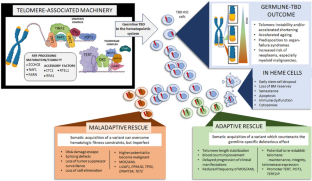 Adaptive and Maladaptive Clonal Hematopoiesis in Telomere Biology Disorders