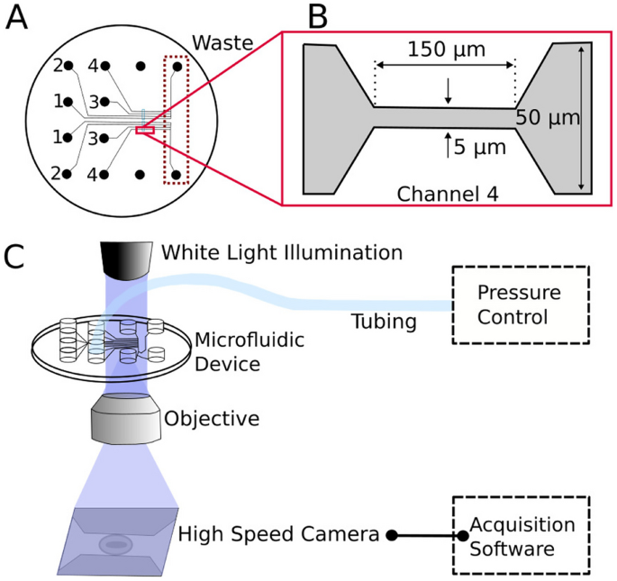 Classification of fetal and adult red blood cells based on hydrodynamic deformation and deep video recognition