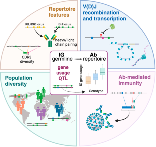 Looking to the future of antibody genetics: resolving the roles of immunoglobulin diversity in gene regulation, function, and immunity