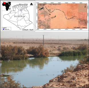 Surviving amid the Saharan sands: first breeding record and nesting ecology of the Mallard in the Algerian Sahara