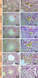 Adropin, a novel hepatokine: localization and expression during postnatal development and its impact on testicular functions of pre-pubertal mice