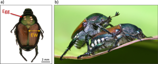 Where and Why do Females of the Parasitic Fly Istocheta aldrichi Lay Their Eggs on the Body of Adult Japanese Beetles?