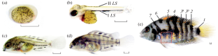 Influence of Hypothyroidism on the Variability of Carotenoid Coloration in Amatitlania nigrofasciata Females (Cichlidae)