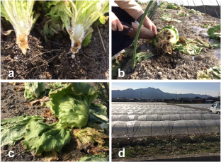 First report of crown rot on lettuce caused by Phytophthora crassamura in Japan