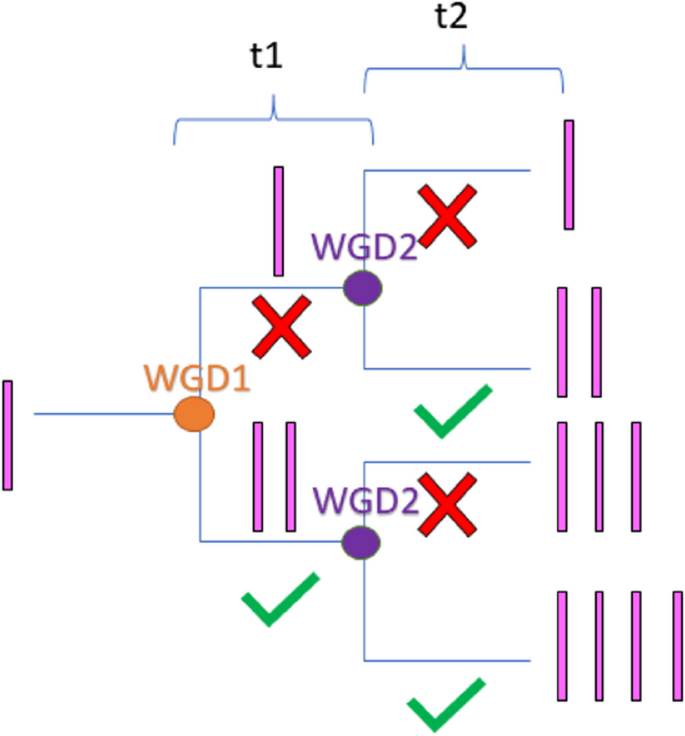 Expectations of duplicate gene retention under the gene duplicability hypothesis