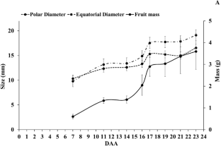 Ascorbic acid metabolism is influenced by oxidation, recycling, synthesis and transport during fruit development of Malpighia emarginata