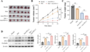 Metformin facilitates anti-PD-L1 efficacy through the regulation of intestinal microbiota