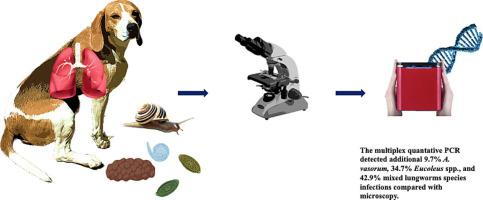 A Taq-Man-based multiplex quantitative PCR for the simultaneous detection and quantification of Angiostrongylus vasorum, Crenosoma vulpis, and species of respiratory capillarids in canids