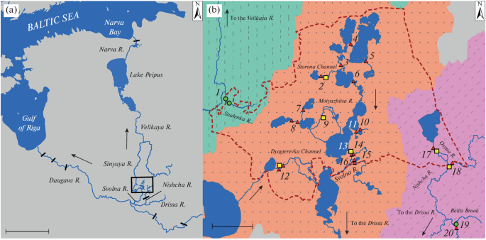 European River Lamprey Lampetra fluviatilis (Petromyzontidae) of the Pskov Lakeland: Current State of Isolated Populations