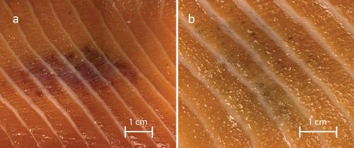 Cellular heterogeneity in red and melanized focal muscle changes in farmed Atlantic salmon (Salmo salar) visualized by spatial transcriptomics