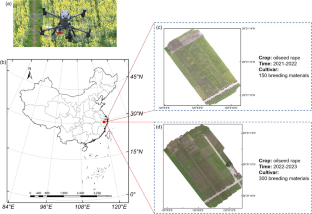 High-throughput phenotyping of individual plant height in an oilseed rape population based on Mask-RCNN and UAV images