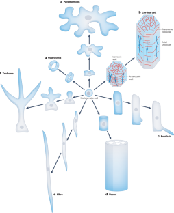 Structure and growth of plant cell walls