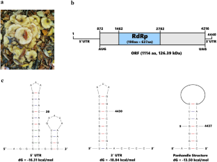 Full-length genome characterization of a novel mitovirus isolated from the root rot fungus Armillaria mellea