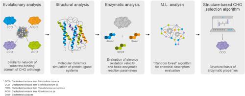 New insights into the substrate specificity of cholesterol oxidases for more aware application