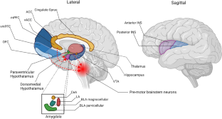 Central stress pathways in the development of cardiovascular disease