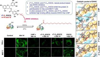 Protein S-palmitoylation is markedly inhibited by 4″-alkyl ether lipophilic derivatives of EGCG, the major green tea polyphenol: In vitro and in silico studies