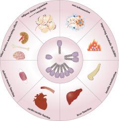 New Advances of adiponectin in regulating obesity and related metabolic syndromes