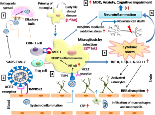 Microglial Inflammatory Responses to SARS‐CoV‐2 Infection: A Comprehensive Review