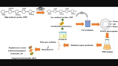 Preparation of W/O/W Lactiplantibacillus plantarum L3 microcapsules using modified low methoxy pectin as wall materials and their application in simulated yoghurt fermentation systems