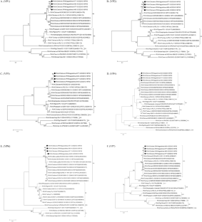 First report of the whole-genome sequence analysis of avian rotavirus A from Japanese chickens