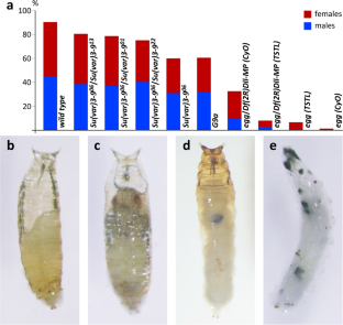 SetDB1 and Su(var)3-9 are essential for late stages of larval development of Drosophila melanogaster