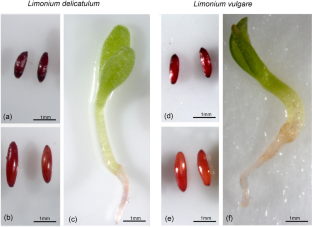 Germination and antioxidant responses to salt stress of Tunisian endemic Limonium species at early vegetative stage