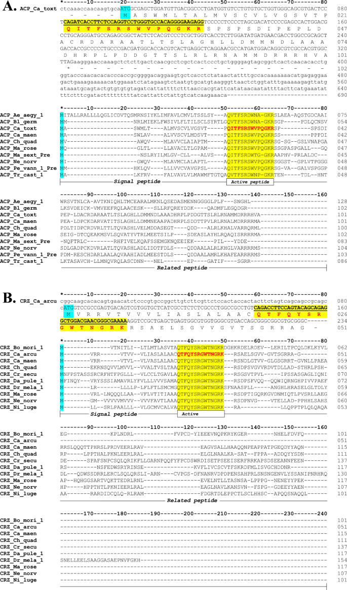 APGW/AKH Precursor from Rotifer Brachionus plicatilis and the DNA Loss Model Explain Evolutionary Trends of the Neuropeptide LWamide, APGWamide, RPCH, AKH, ACP, CRZ, and GnRH Families