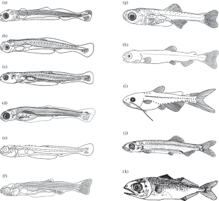 Development of Schooling Behavior in Fish Ontogeny