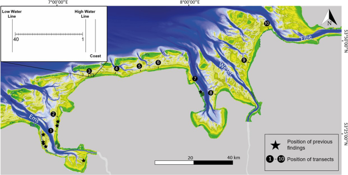 Status and occurrence of the non-indigenous dwarf surf clam Mulinia lateralis (Say, 1822) in the central Wadden Sea (southern North Sea)—a systematic survey