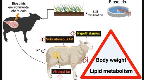 Preconceptional and in utero exposure of sheep to a real-life environmental chemical mixture disrupts key markers of energy metabolism in male offspring