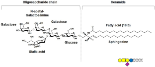 GM1 structural requirements to mediate neuronal functions