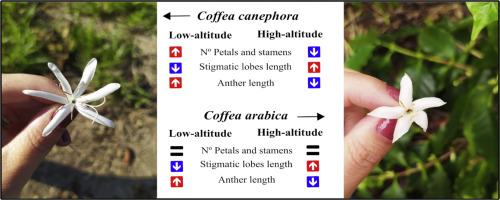 Modifications in floral morphology of Coffea spp. genotypes at two distinct elevations