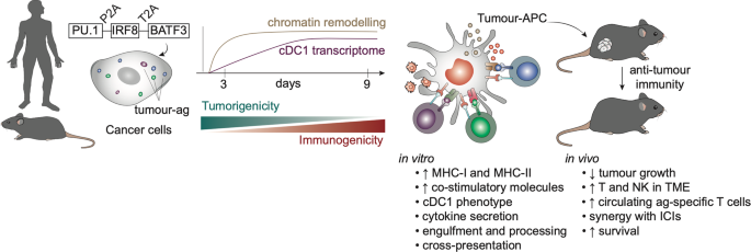 Orchestrating an immune response to cancer with cellular reprogramming